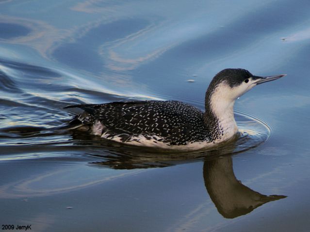 Red-throated Loon